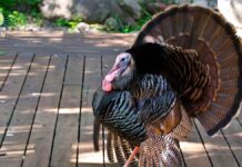 Неймовірне повернення Туреччини: від майже вимирання до повсюдного поширення