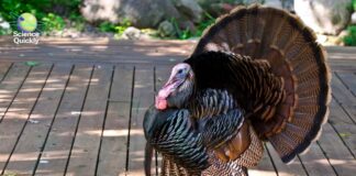 Неймовірне повернення Туреччини: від майже вимирання до повсюдного поширення