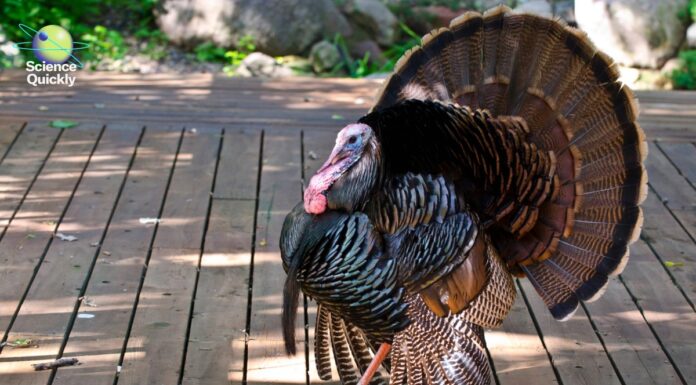 Неймовірне повернення Туреччини: від майже вимирання до повсюдного поширення