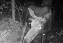 Молі п’ють сльози оленя: рідкісна поведінка