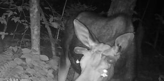 Молі п’ють сльози оленя: рідкісна поведінка