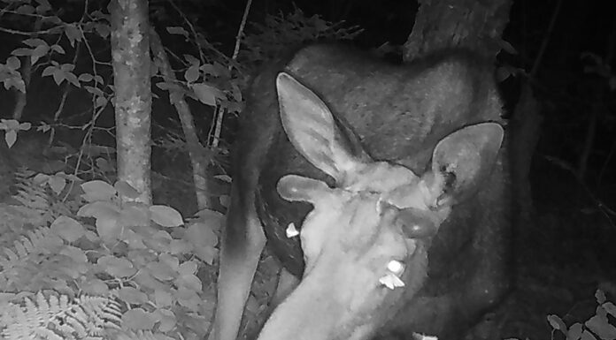 Молі п’ють сльози оленя: рідкісна поведінка