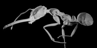 Мурахи підкорили Землю, віддавши перевагу кількості над індивідуальною силою