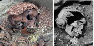 Підліток, пошматований ведмедем 27 000 років тому: перші докази смертельного нападу