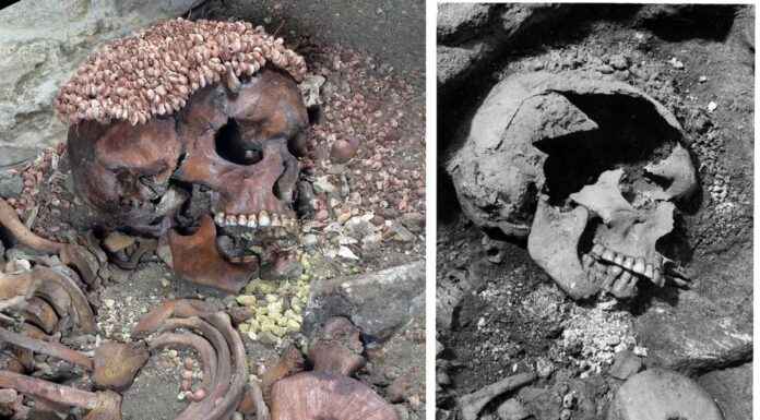 Підліток, пошматований ведмедем 27 000 років тому: перші докази смертельного нападу