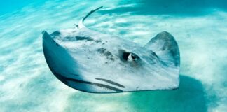 Секрети плавання скатів відкривають нові горизонти в робототехніці