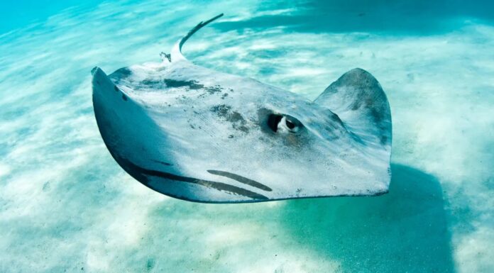 Секрети плавання скатів відкривають нові горизонти в робототехніці