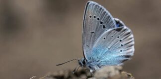 Дев’ять нових видів метеликів, знайдених в музейних архівах