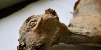 Стародавні останки гепардів показують, що в Аравії процвітали великі коти