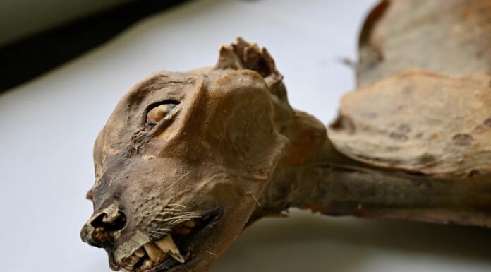 Стародавні останки гепардів показують, що в Аравії процвітали великі коти