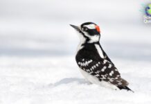 Коротко про науку: сплеск грипу, досягнення ШІ та секрети дятла