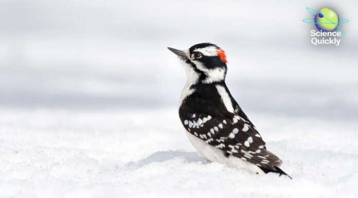 Коротко про науку: сплеск грипу, досягнення ШІ та секрети дятла