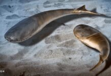 Перше масове вимирання проклало шлях щелепним хребетним