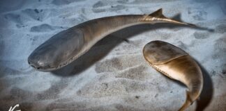 Перше масове вимирання проклало шлях щелепним хребетним