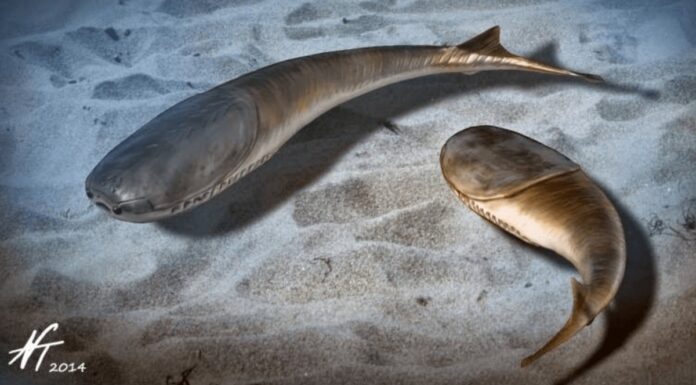 Перше масове вимирання проклало шлях щелепним хребетним