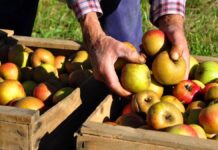 Відеогра показує готовність громадськості підтримувати місцеві ферми, навіть за особистий кошт