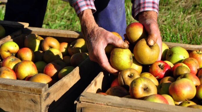 Відеогра показує готовність громадськості підтримувати місцеві ферми, навіть за особистий кошт