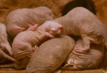 Дика Сторона Розмноження: Чотири Стратегії Тварин