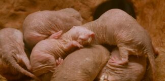 Dzika strona hodowli: cztery strategie dotyczące zwierząt