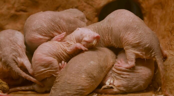 Дика Сторона Розмноження: Чотири Стратегії Тварин