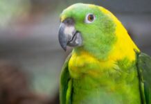 Папуги демонструють складну комунікацію, що нагадує людську мову