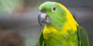 Папуги демонструють складну комунікацію, що нагадує людську мову