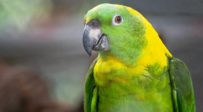 Папуги демонструють складну комунікацію, що нагадує людську мову