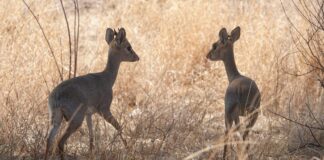 Animal Kingdom Romance: lezioni per San Valentino