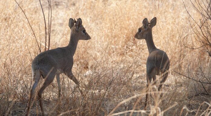 Романтика у Тваринному Світі: Уроки до Дня Святого Валентина