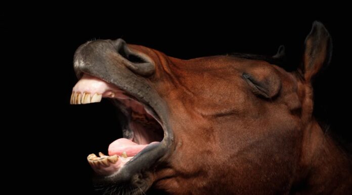 Коні іржуть, використовуючи унікальну двочастотну вокалізації