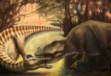 Зуб Тиранозавра, Виявлений у Черепі Динозавра, Підтверджує Жорстоке Хижацтво