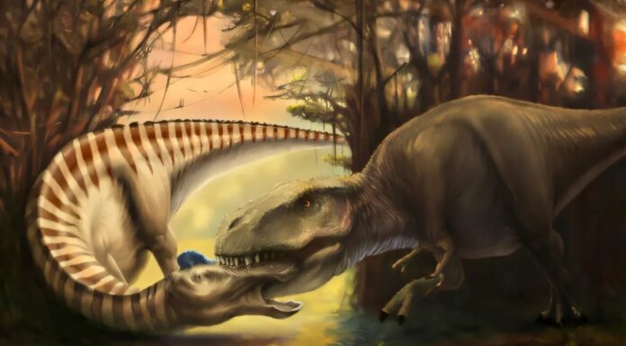 Зуб Тиранозавра, Виявлений у Черепі Динозавра, Підтверджує Жорстоке Хижацтво