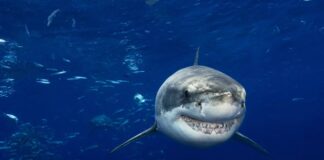 Grote witte haaien vluchten niet altijd voor orka’s: nieuwe onderzoeksuitdagingen Predatieverhaal