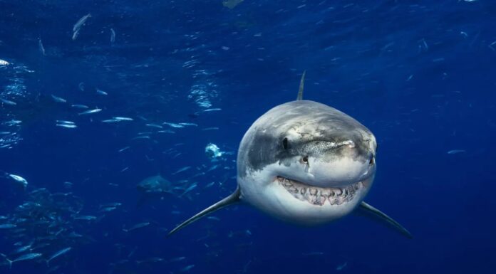 Білі Акули Не Завжди Біжать від Косаток: Нові Дослідження Кидають Виклик Розповіді про хижацтво