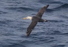 Редкий Альбатрос с Галапагосских Островов Замечен у Берегов Калифорнии