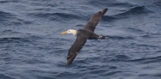 Albatros Galapagos Langka Terlihat di Lepas Pantai California