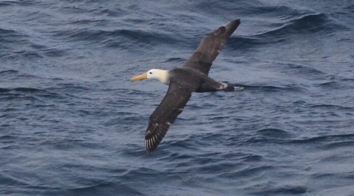 Рідкісний галапагоський альбатрос, помічений біля узбережжя Каліфорнії