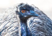 Ему-Війна Австралії: Коли Армія програла Птахам