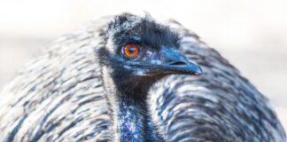 Ему-Війна Австралії: Коли Армія програла Птахам