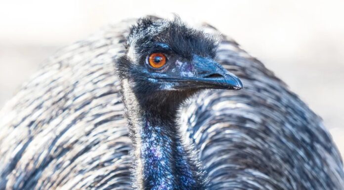 Ему-Війна Австралії: Коли Армія програла Птахам