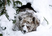 Ведмеді не впадають у сплячку: що вони дійсно роблять взимку