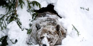 Ведмеді не впадають у сплячку: що вони дійсно роблять взимку