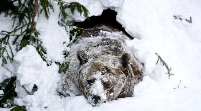 Ведмеді не впадають у сплячку: що вони дійсно роблять взимку