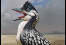 Стародавній рот птаха відкриває глибоке коріння пташиних рис