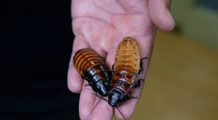 Назвіть Таракан на День Святого Валентина: Як Бронкський Зоопарк Заробляє Мільйони на Тараканах