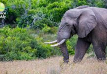 AI-Модель Підлітка Готова Змінити Боротьбу з Браконьєрством у Тропічних Лісах