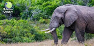 AI-Модель Підлітка Готова Змінити Боротьбу з Браконьєрством у Тропічних Лісах