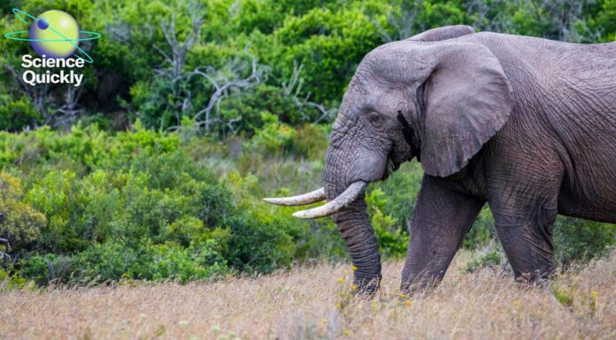 AI-Модель Підлітка Готова Змінити Боротьбу з Браконьєрством у Тропічних Лісах