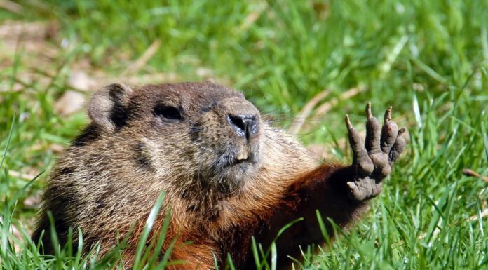 День бабака: за межами тіні – 6 дивовижних фактів про цих незвичайних гризунів