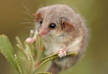 Потенційно Виявлено Нову Популяцію Найменшого Посума в Австралії